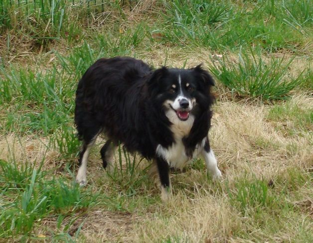 Publication : des jardins de verone Auteur : Véronique BRILHAULT