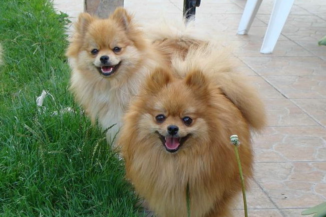 Publication : des jardins de verone Auteur : Véronique Brilhault