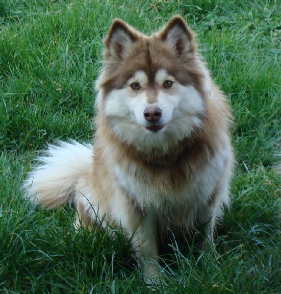 Publication : des jardins de verone Auteur : Véronique BRILHAULT