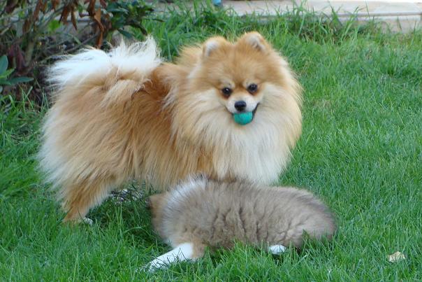 Publication : des jardins de verone Auteur : Véronique Brilhault