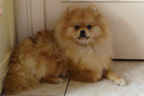 Publication : des jardins de verone Auteur : Véronique Brilhault