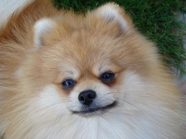 Publication : des jardins de verone Auteur : Véronique Brilhault