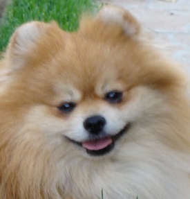 Publication : des jardins de verone Auteur : Véronique Brilhault