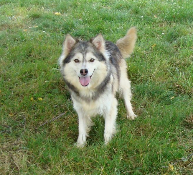 Publication : des jardins de verone Auteur : Véronique BRILHAULT