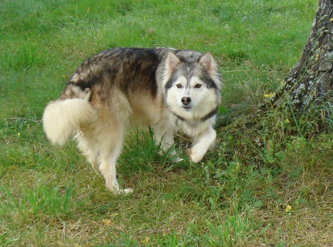 Publication : des jardins de verone Auteur : Véronique BRILHAULT