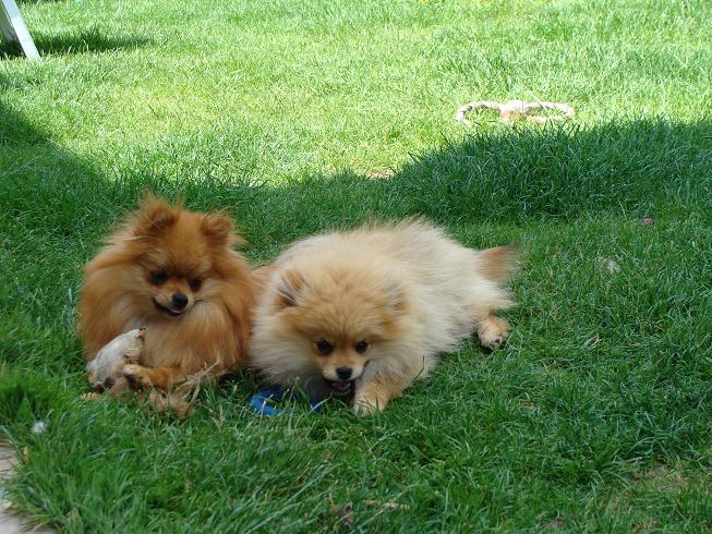 Publication : des jardins de verone Auteur : Véronique Brilhault