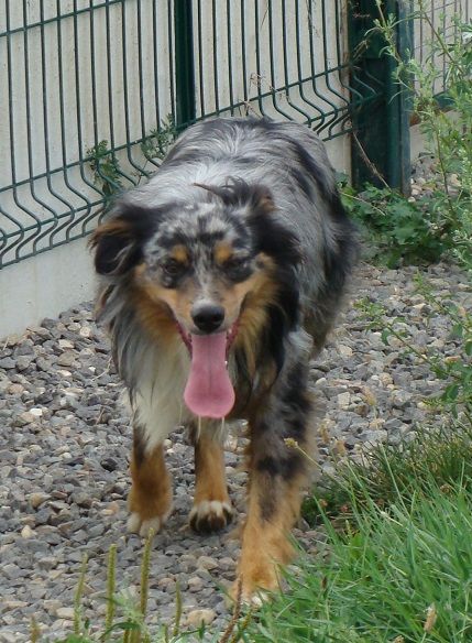 Publication : des jardins de verone Auteur : Véronique BRILHAULT