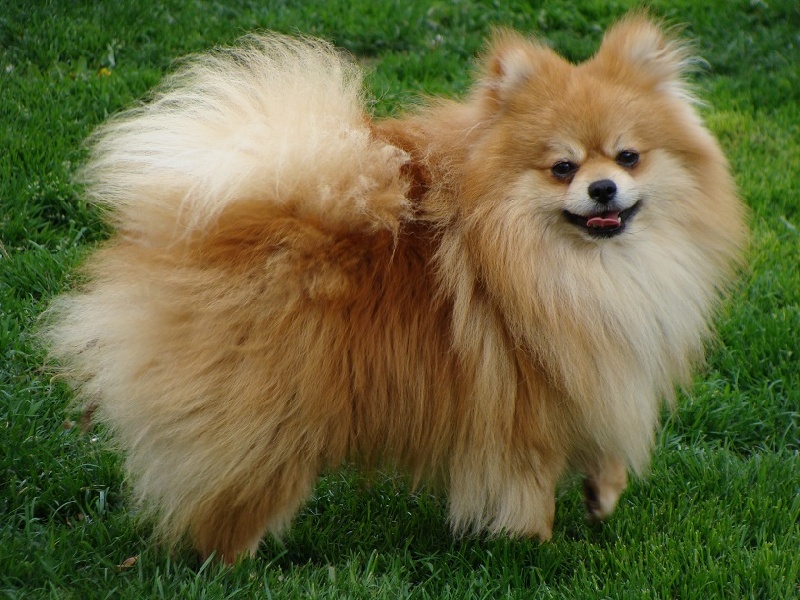 Publication : des jardins de verone Auteur : Véronique Brilhault