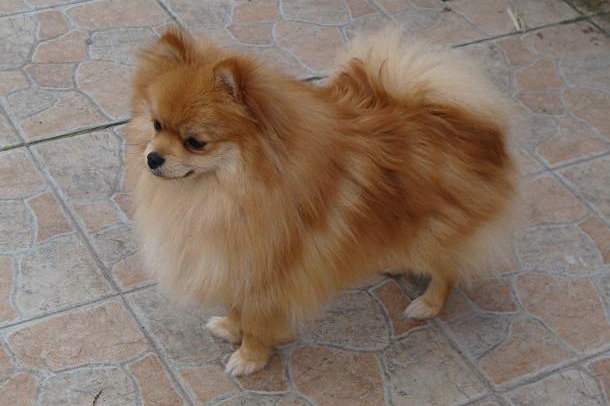 Publication : des jardins de verone Auteur : Véronique Brilhault