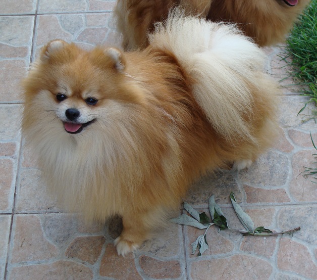 Publication : des jardins de verone Auteur : Véronique Brilhault