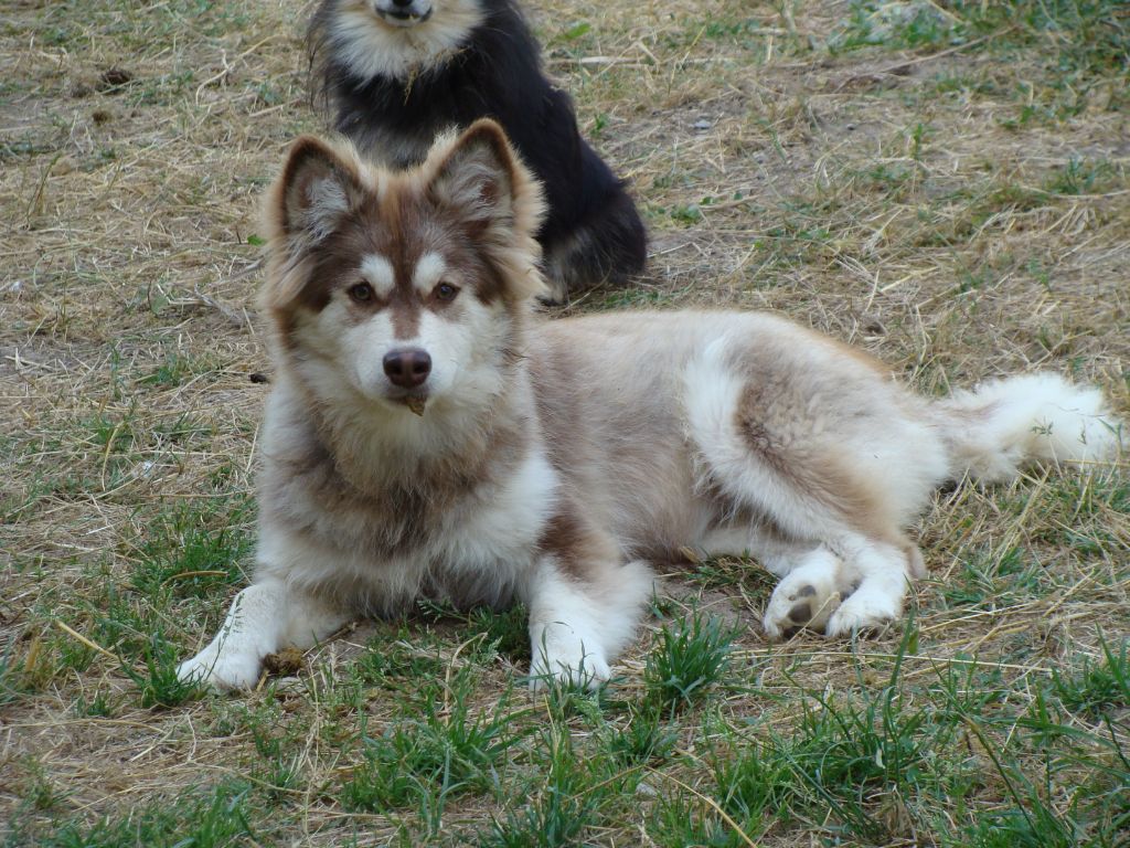 Publication : des jardins de verone Auteur : Véronique BRILHAULT