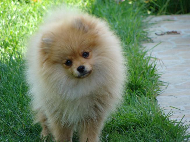 Publication : des jardins de verone Auteur : Véronique Brilhault