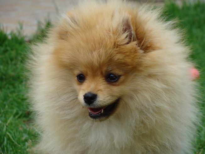 Publication : des jardins de verone Auteur : Véronique Brilhault