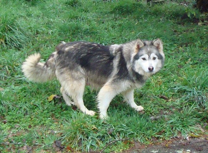 Publication : des jardins de verone Auteur : Véronique BRILHAULT