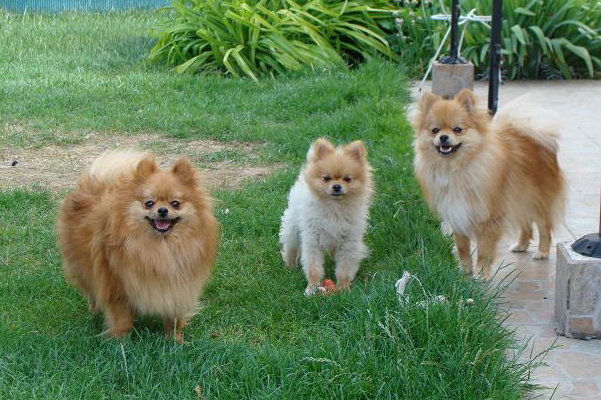 Publication : des jardins de verone Auteur : Véronique Brilhault