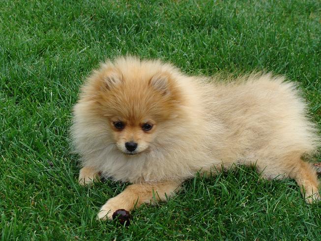 Publication : des jardins de verone Auteur : Véronique Brilhault