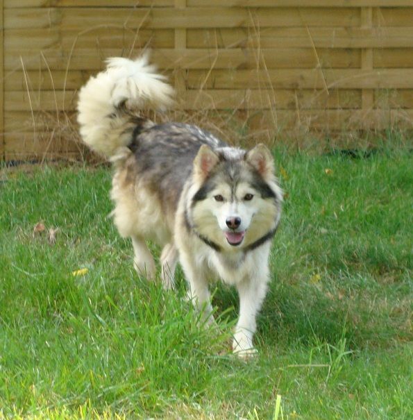 Publication : des jardins de verone Auteur : Véronique BRILHAULT