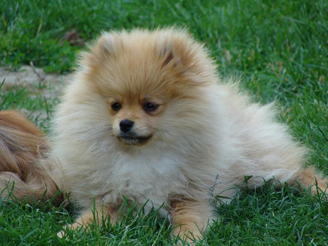 Publication : des jardins de verone Auteur : Véronique Brilhault