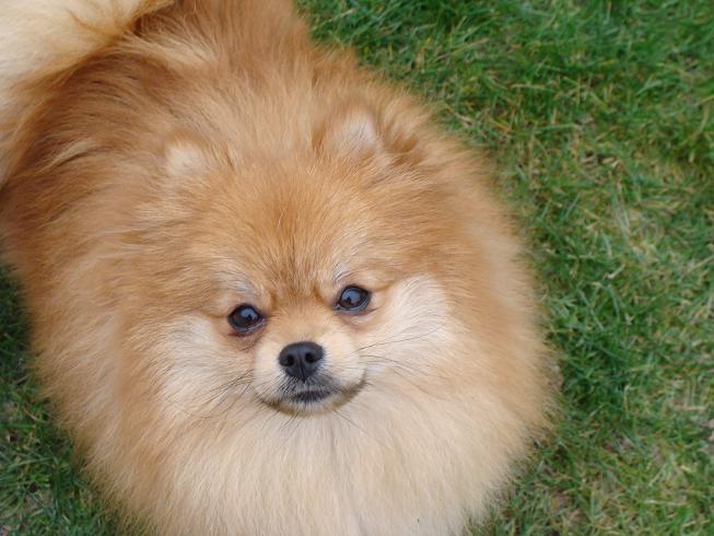 Publication : des jardins de verone Auteur : Véronique Brilhault