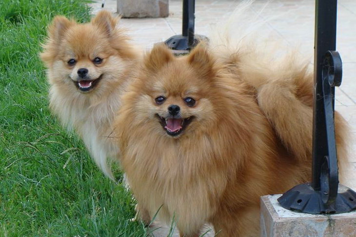 Publication : des jardins de verone Auteur : Véronique Brilhault