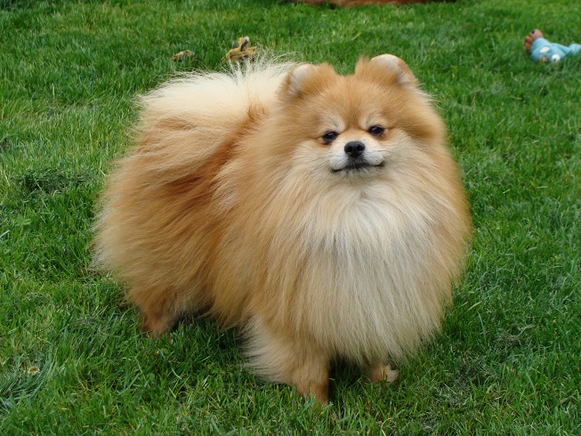 Publication : des jardins de verone Auteur : Véronique Brilhault