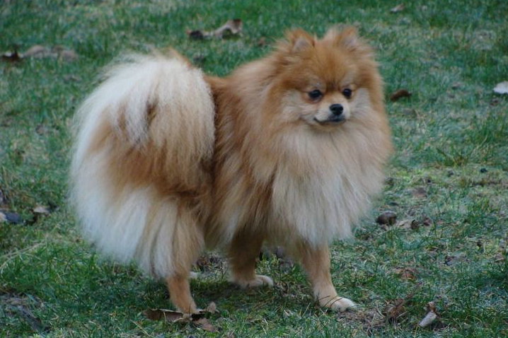 Publication : des jardins de verone Auteur : Véronique Brilhault