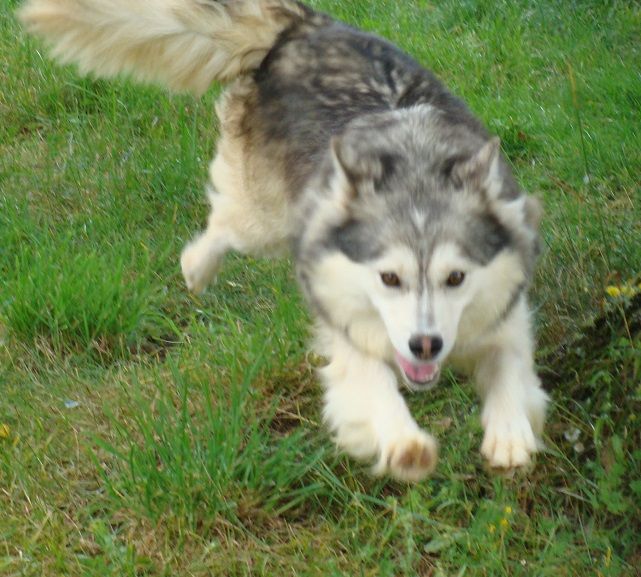 Publication : des jardins de verone Auteur : Véronique BRILHAULT