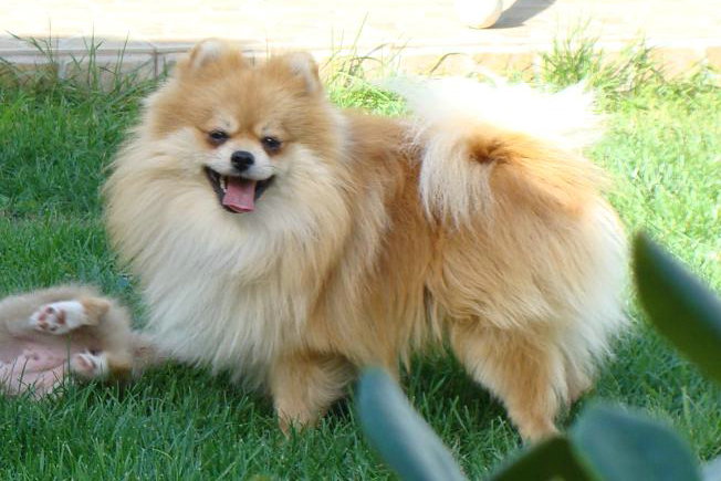 Publication : des jardins de verone Auteur : Véronique Brilhault