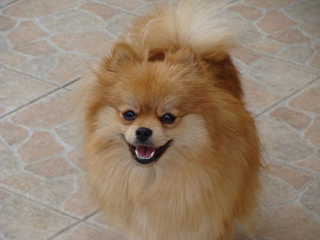 Publication : des jardins de verone Auteur : Véronique Brilhault