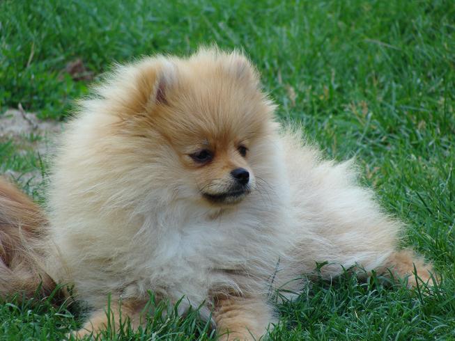 Publication : des jardins de verone Auteur : Véronique Brilhault