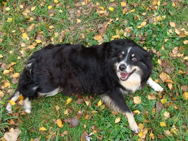 Publication : des jardins de verone Auteur : Véronique BRILHAULT