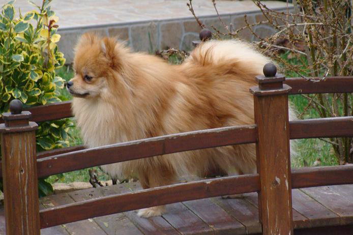 Publication : des jardins de verone Auteur : Véronique Brilhault