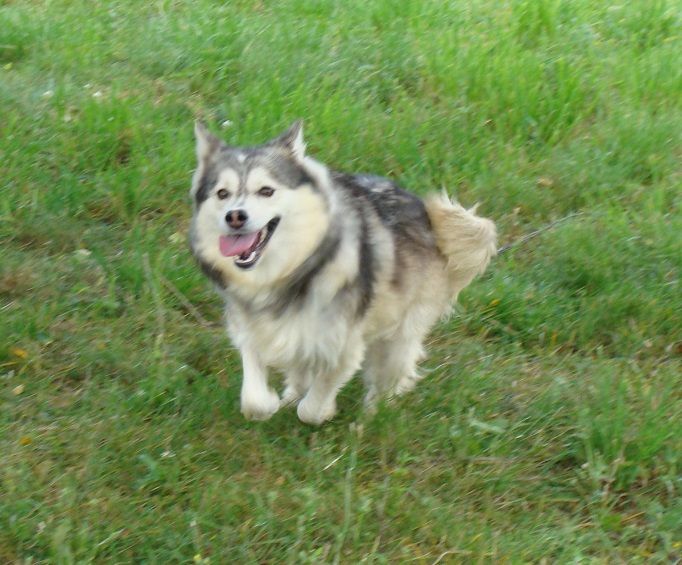 Publication : des jardins de verone Auteur : Véronique BRILHAULT