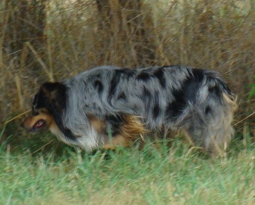 Publication : des jardins de verone Auteur : Véronique BRILHAULT