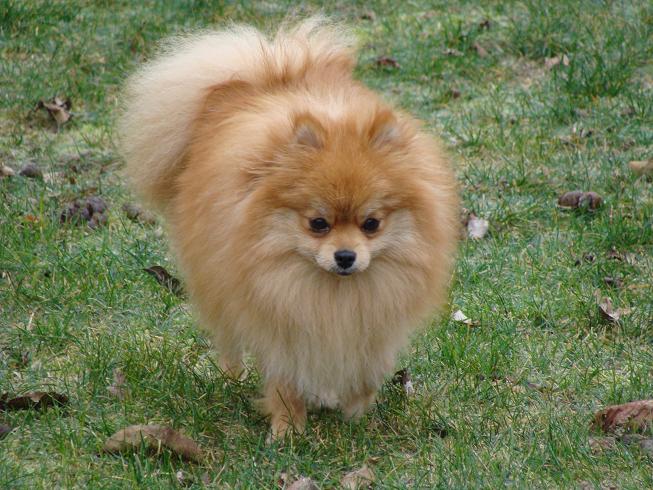 Publication : des jardins de verone Auteur : Véronique Brilhault