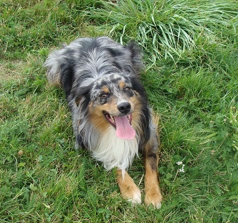 Publication : des jardins de verone Auteur : Véronique BRILHAULT