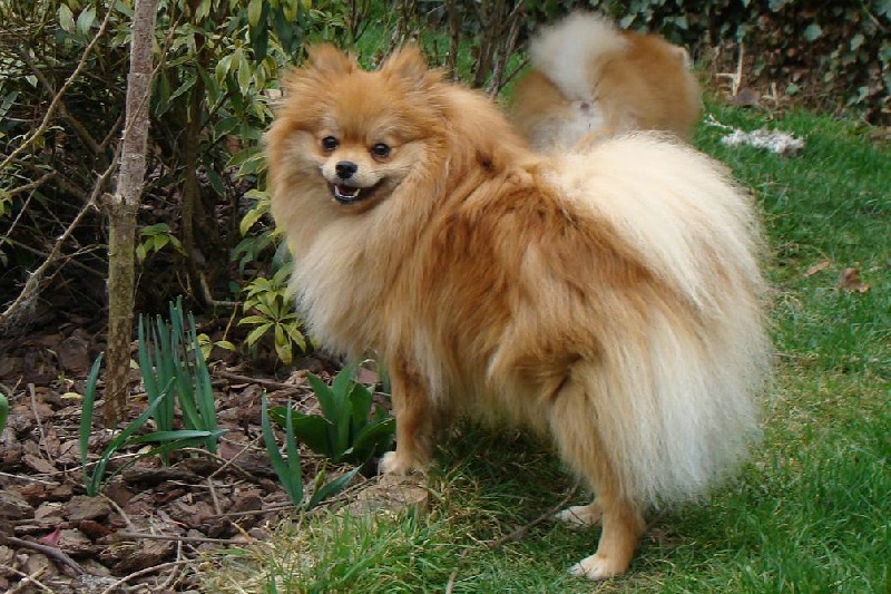 Publication : des jardins de verone Auteur : Véronique Brilhault