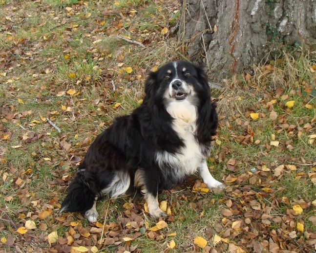 Publication : des jardins de verone Auteur : Véronique BRILHAULT