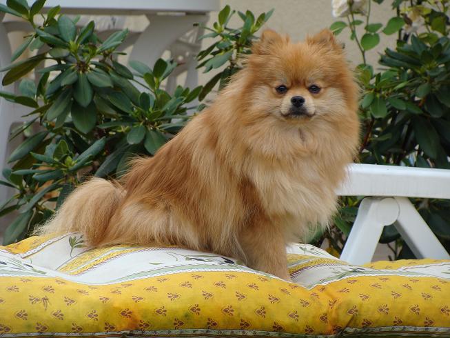 Publication : des jardins de verone Auteur : Véronique Brilhault