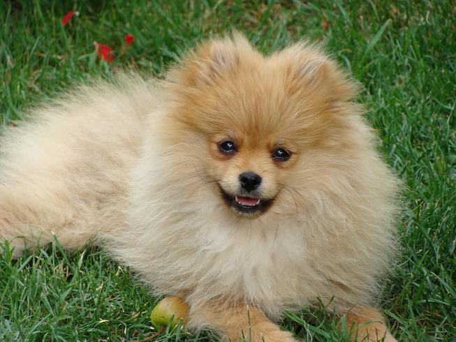 Publication : des jardins de verone Auteur : Véronique Brilhault