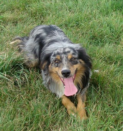 Publication : des jardins de verone Auteur : Véronique BRILHAULT