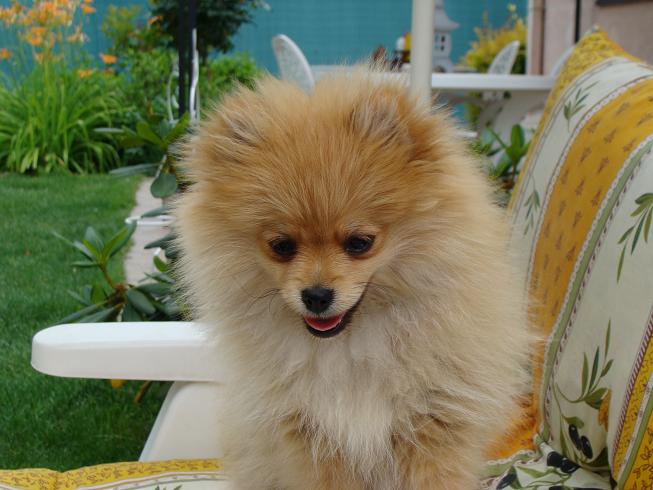 Publication : des jardins de verone Auteur : Véronique Brilhault