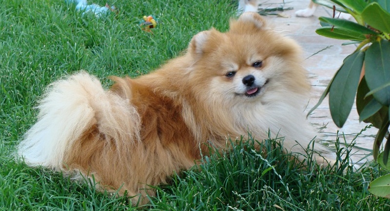 Publication : des jardins de verone Auteur : Véronique Brilhault