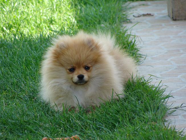 Publication : des jardins de verone Auteur : Véronique Brilhault