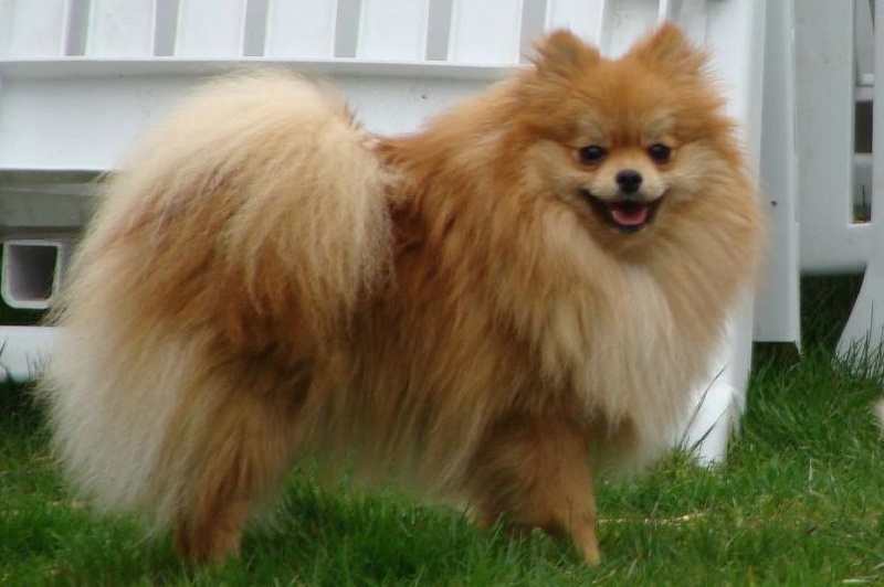 Publication : des jardins de verone Auteur : Véronique Brilhault