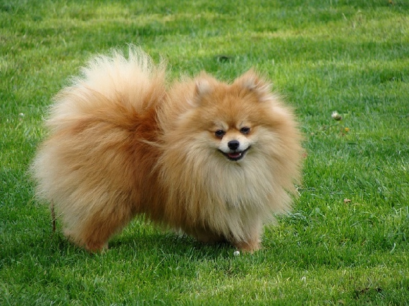 Publication : des jardins de verone Auteur : Véronique Brilhault