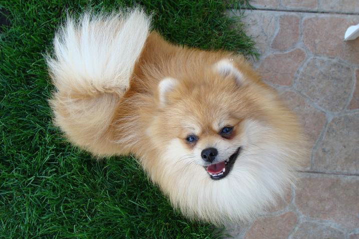 Publication : des jardins de verone Auteur : Véronique Brilhault