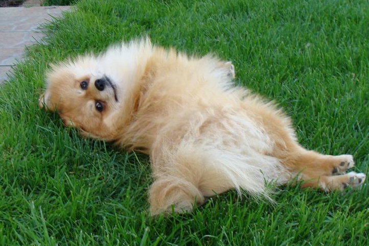 Publication : des jardins de verone Auteur : Véronique Brilhault