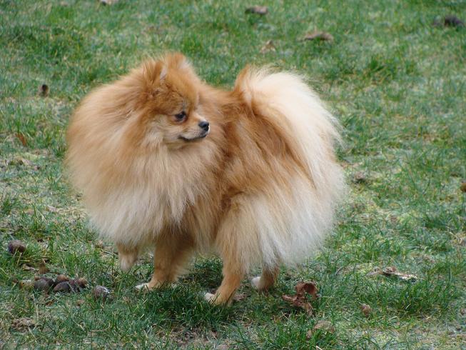 Publication : des jardins de verone Auteur : Véronique Brilhault