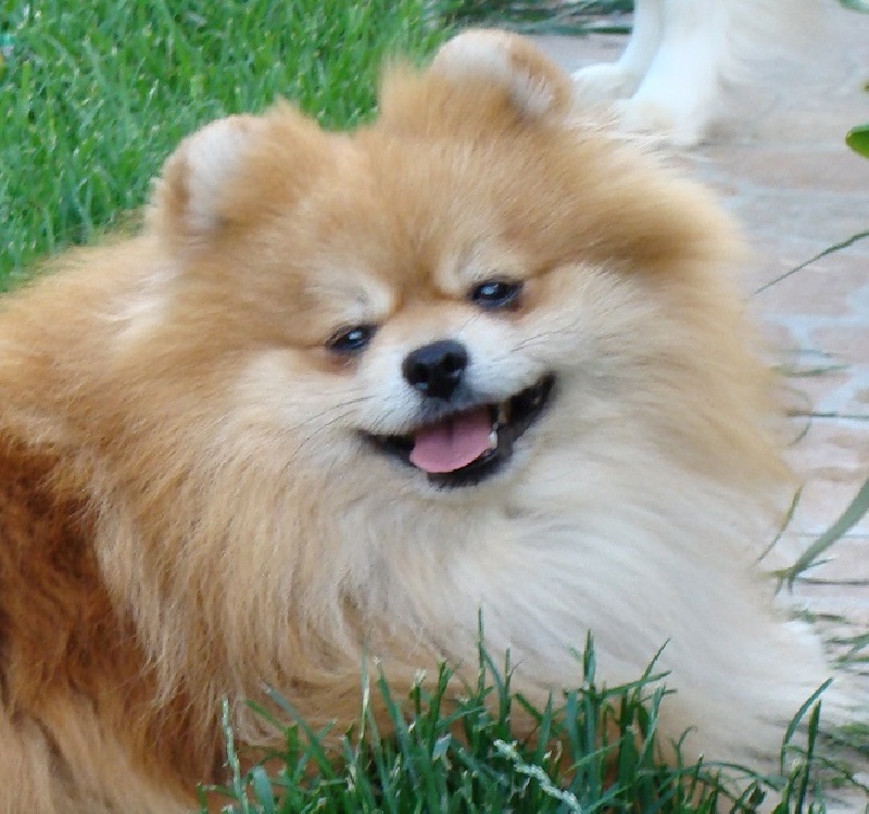 Publication : des jardins de verone Auteur : Véronique Brilhault